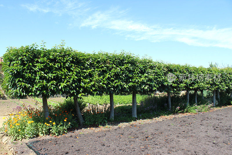 标准葡萄牙月桂树，月桂树篱，葡萄牙月桂树(Prunus lusitanica)